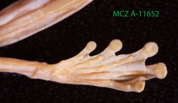 Media type: image;   Herpetology A-11652 Description: Specimen photo;  Aspect: underside of left hindfoot